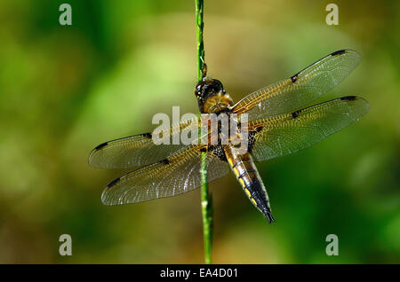 Quattro-spotted chaser libellula quadrimaculata a riposo Foto Stock