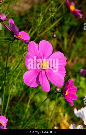 Cosmo fiore (Cosmos bipinnatus) in bloom (Suzanne 's giardino, Le Pas, Mayenne, Pays de la Loire, Francia) Foto Stock