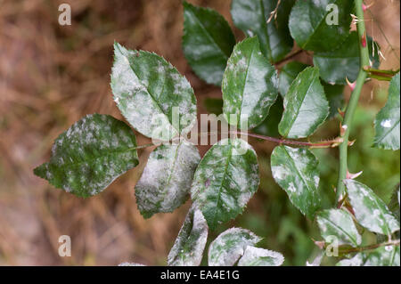 Oidio, Podosphaera pannosa, su foglie di rose Foto Stock