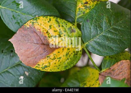 La muffa grigia, Botrytis cinerea, causando il deperimento di foglia su rose in collezione autunno Foto Stock