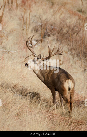 Trophy Mule Deer Buck durante il rut autunnale Foto Stock