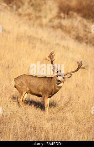 Trophy Mule Deer Buck durante il rut autunnale Foto Stock