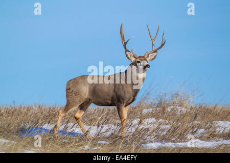 Mule Deer buck sulla le praterie del sud Dakota Foto Stock