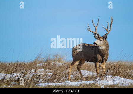 Mule Deer buck sulla le praterie del sud Dakota Foto Stock