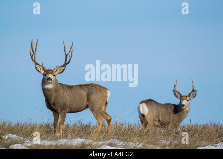 Mule Deer buck sulla le praterie del sud Dakota Foto Stock