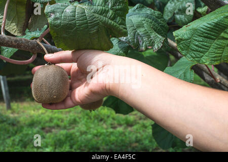 Impianto di Kiwi vicino. La luce del giorno. Foto Stock