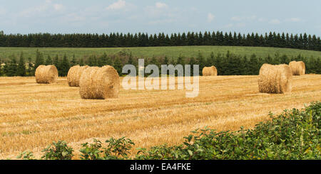 Balle di fieno in un campo; Kensington, Prince Edward Island, Canada Foto Stock