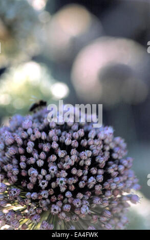 Fioritura Porri - andata alle sementi Foto Stock