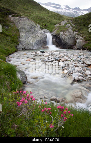 Cascata nelle montagne della Svizzera, Europa, con fiori di colore rosa in primo piano. Foto Stock