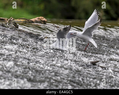 Aringa gabbiano [Larus argentatus] molestare ogni altro in corrispondenza del bordo di sbarramenti Foto Stock