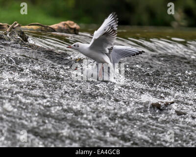 Aringa gabbiano [Larus argentatus] molestare ogni altro in corrispondenza del bordo di sbarramenti Foto Stock