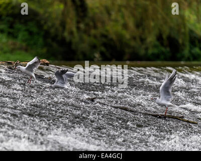 Aringa gabbiano [Larus argentatus] molestare ogni altro in corrispondenza del bordo di sbarramenti Foto Stock