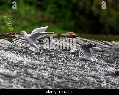 Aringa gabbiano [Larus argentatus] molestare ogni altro in corrispondenza del bordo di sbarramenti Foto Stock