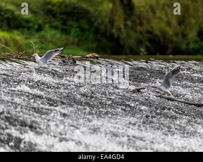 Aringa gabbiano [Larus argentatus] molestare ogni altro in corrispondenza del bordo di sbarramenti Foto Stock