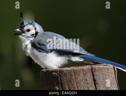 America centrale bianco-throated magpie-jay (Calocitta formosa) Foto Stock