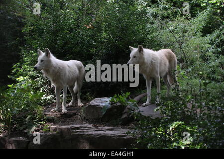 Due bianchi della Baia di Hudson il lupo (Canis lupus hudsonicus) Foto Stock