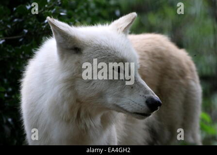 Close-up di tutta bianca della baia di Hudson lupo (Canis lupus hudsonicus) Foto Stock