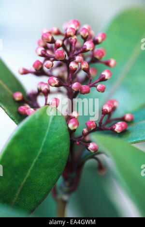 Chiudere l immagine di Skimmia Japonica fiore della rosolia in testa bud Foto Stock