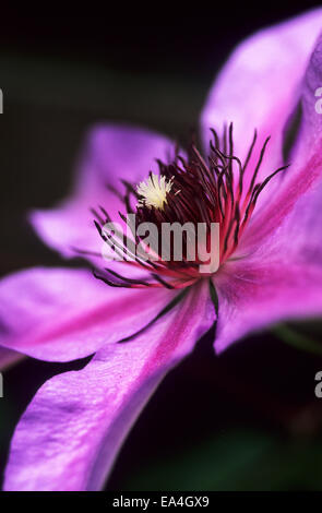 Chiudere l immagine di un viola clematide Jackmanii Foto Stock