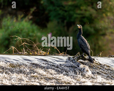 Cormorano selvatici [Phalacrocoracidae] pone maestosamente sul bordo di sbarramenti Foto Stock