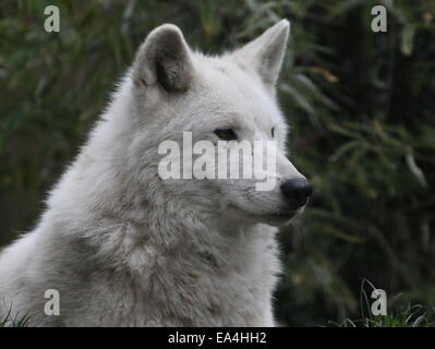 Close-up di tutta bianca della baia di Hudson lupo (Canis lupus hudsonicus) Foto Stock