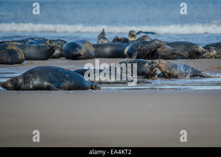 Un gruppo del Regno Unito Le foche grigie con i giovani maschi combattimenti Foto Stock