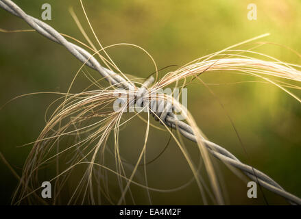 Peli di animali catturati sul filo spinato Foto Stock