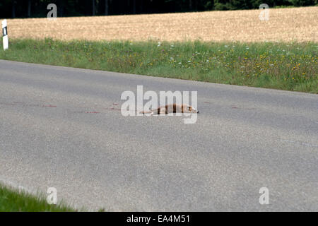 Fox morti sulla strada. colpita dalla vettura. incidente sulla strada Foto Stock