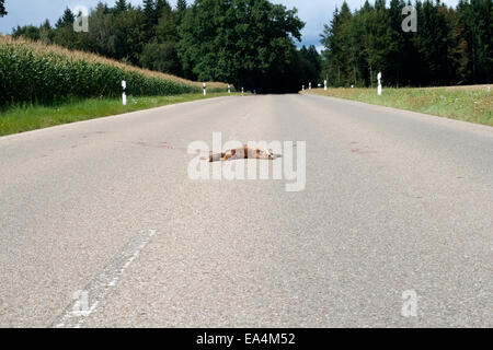 Fox morti sulla strada. colpita dalla vettura. incidente sulla strada Foto Stock