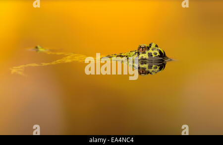 Fire panciuto toad (Bombina) nuoto in piscina, i colori del tramonto Foto Stock