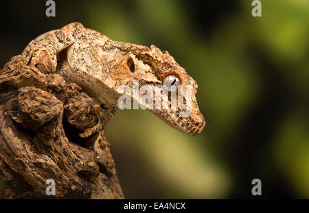 Gargoyle gecko (Rhacodactylus auriculatus) su un log Foto Stock