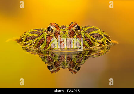 Ornati rana cornuta (Ceratophrys cranwelli) e la sua riflessione in un pool Foto Stock