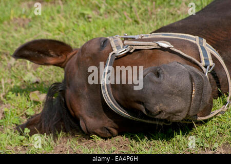 Cavallo è addormentato sul prato Foto Stock