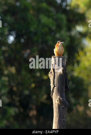 Di palissonatura martin pescatore malgascio in Madagascar Foto Stock