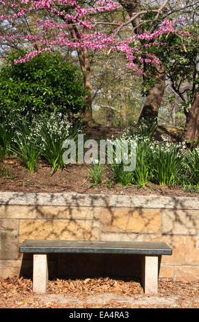 Fioritura a molla albero ciliegio rami e panchina di Central Park di New York City. Foto Stock