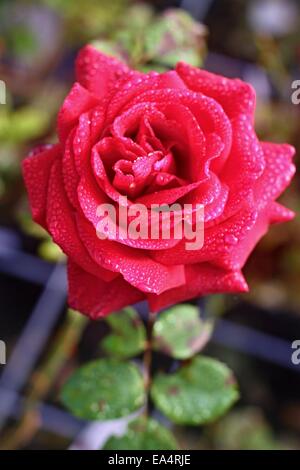 Red Rose con gocce di pioggia e foglie verdi Foto Stock