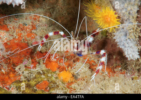 Nastrare il corallo di gamberi o detergente nastrati gamberetti (Stenopus hispidus) Bohol Mare, Cebu, Filippine, Sud-est asiatico Foto Stock