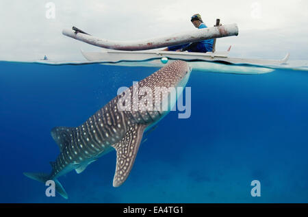 A livello diviso, squalo balena (Rhincodon typus) Bohol Mare, Oslob, Cebu, Filippine, Sud-est asiatico Foto Stock