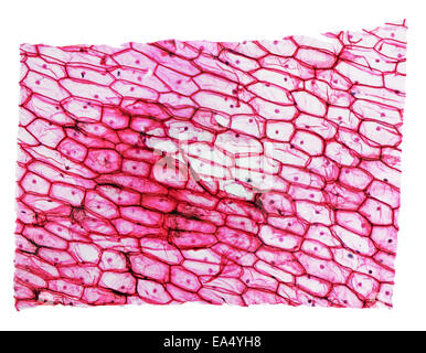 Microfotografia ottica di una cipolla cellule epidermus visto attraverso un microscopio Foto Stock