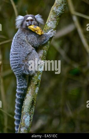 Nero-Tufted ear Marmoset (callithrix penicillata) nella foresta atlantica, Brasile Foto Stock
