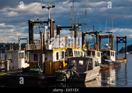 Riga del log-boom barche nel porto di Nanaimo nella British Columbia. Foto Stock