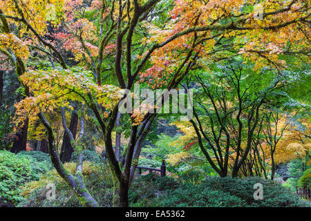 Giapponese alberi di acero di autunno a colori fogliame dalla Luna ponte a Portland giardino giapponese in autunno Foto Stock