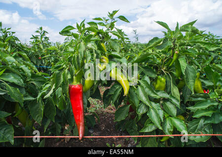 Piantagioni di peperoni nel campo. Close up verde e rosso e carte Foto Stock