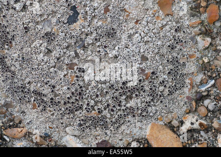 Close up di protezioni nero lichen su una parete in Herne Bay, Kent Foto Stock