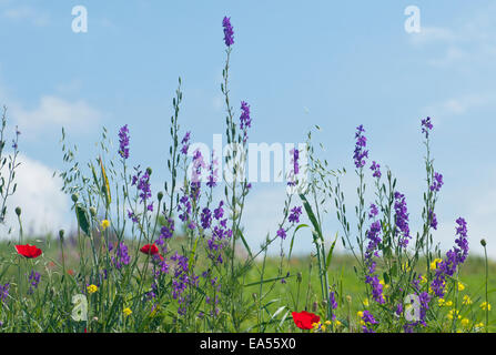 Un gruppo di viola Larkspur orientali in un prato fiorito sito in Catalhuyuk. Turchia Foto Stock