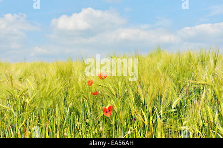 Primo piano immagine di un campo di giovani di frumento in una luminosa giornata estiva con papaveri rossi Foto Stock