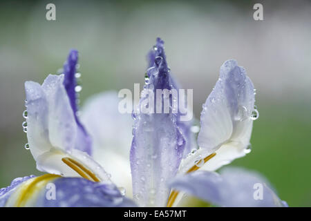 Japanese Iris Foto Stock