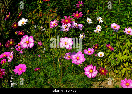 Cosmos fiori (Cosmos bipinnatus) in bloom (Suzanne 's giardino, Le Pas, Mayenne, Pays de la Loire, Francia). Foto Stock