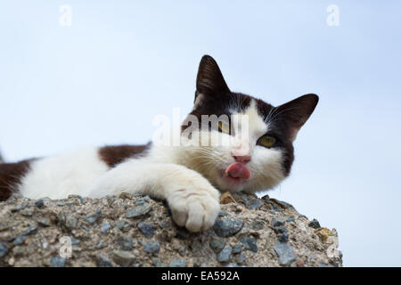 Gatto randagio Foto Stock