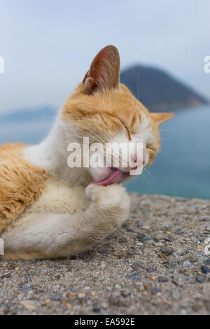 Gatto randagio Foto Stock